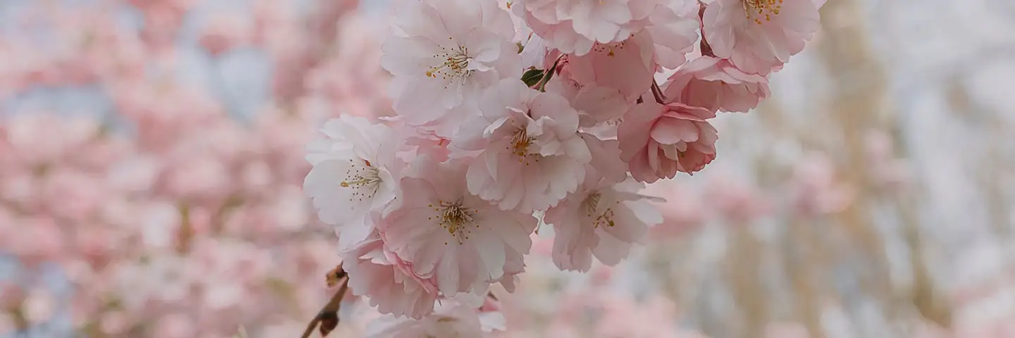 Lente